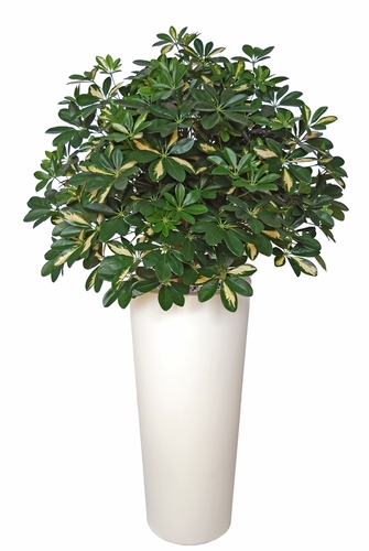 Schefflera Plant  180 cm Green Yellow 